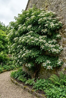 Hydrangea anomala subsp. petiolaris Solitär