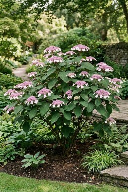 Hydrangea aspera 'Macrophylla' Solitär