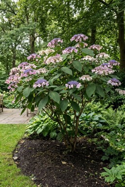 Hydrangea aspera 'Macrophylla' Solitär