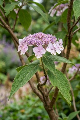 Hydrangea aspera 'Macrophylla' Solitär