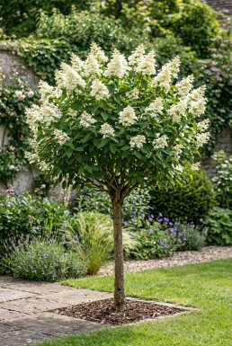 Hydrangea paniculata 'Kyushu' Halbstamm