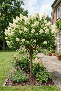 Hydrangea paniculata 'Kyushu' Halbstamm