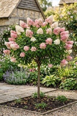 Hydrangea paniculata 'Pink Diamond' Halbstamm