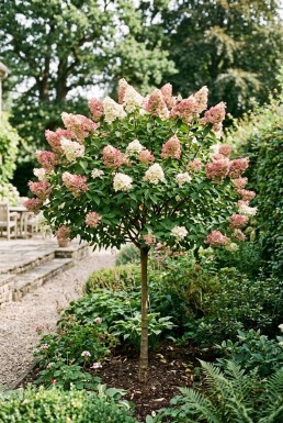 Hydrangea paniculata 'Pink Diamond' Halbstamm