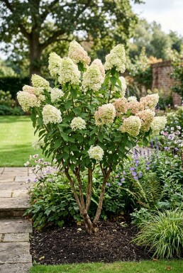 Hydrangea paniculata 'Polar Bear' Mehrstämmig