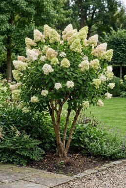 Hydrangea paniculata 'Polar Bear' Mehrstämmig