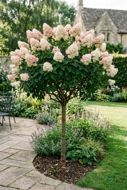 Hydrangea paniculata 'Silver Dollar' Halbstamm