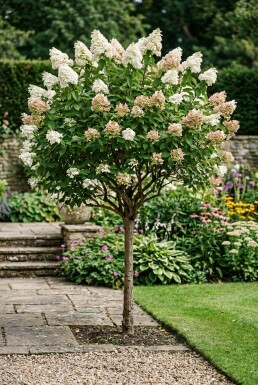 Hydrangea paniculata 'Silver Dollar' Halbstamm