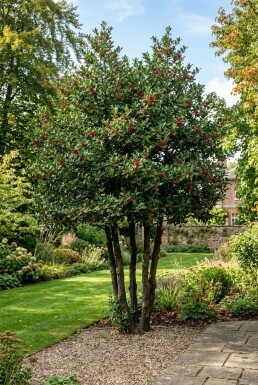 Ilex 'Nellie R. Stevens' Mehrstämmig