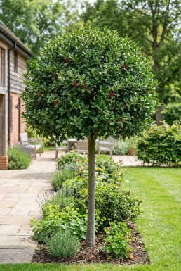 Ilex 'Nellie R. Stevens' auf Stamm