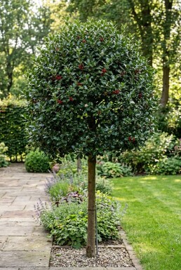 Ilex 'Nellie R. Stevens' auf Stamm