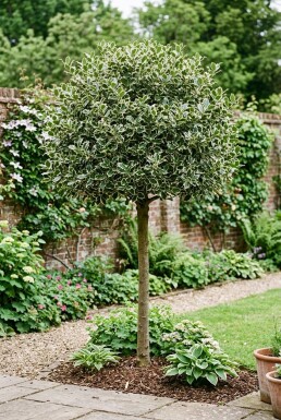 Ilex aquifolium 'Argentea Marginata' Halbstamm