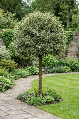 Ilex aquifolium 'Argentea Marginata' Halbstamm
