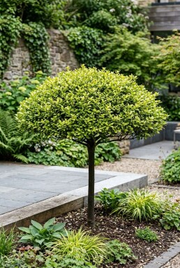 Ilex crenata 'Blondie' Schirm