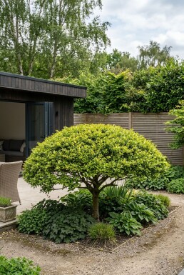 Ilex crenata 'Blondie' Schirm