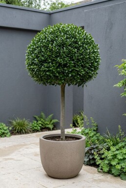 Ilex crenata 'Glory Gem' Stämmchen