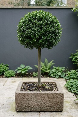 Ilex crenata 'Glory Gem' Stämmchen