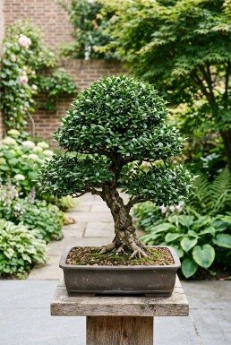 Ilex crenata 'Stokes' Bonsai