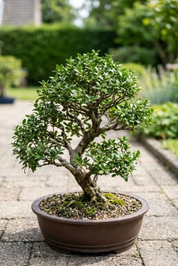 Ilex crenata 'Stokes' Bonsai