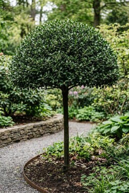 Ilex maximowicziana var. Kanehirae Schirm