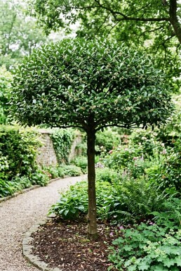 Ilex maximowicziana var. Kanehirae Schirm