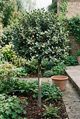 Ilex meserveae 'Blue Maid' Halb-Stamm