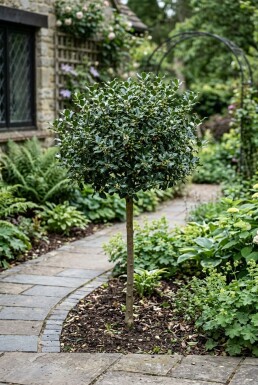 Ilex meserveae 'Blue Maid' Halb-Stamm