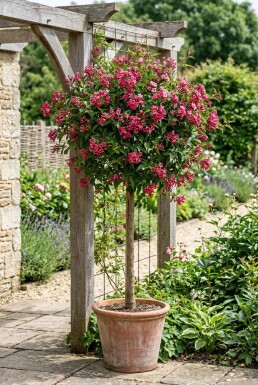 Jasminum beesianum am Stab