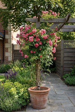Jasminum beesianum am Stab