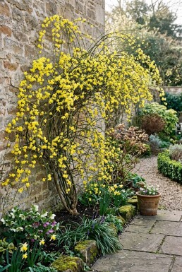 Jasminum nudiflorum