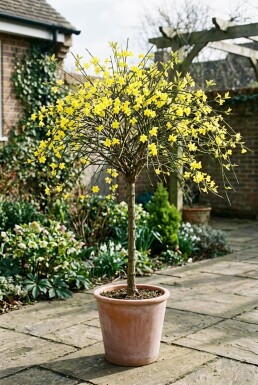 Jasminum nudiflorum Stämmchen