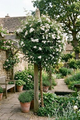 Jasminum officinale Stab Echter Jasmin