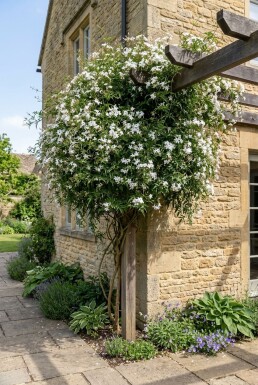 Jasminum officinale Stab Echter Jasmin