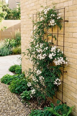 Jasminum officinale Stab Echter Jasmin