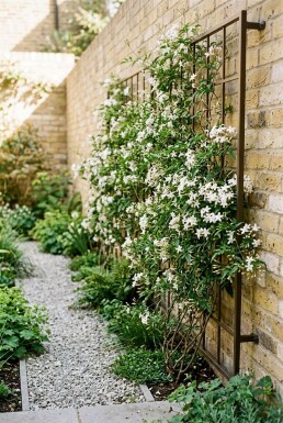 Jasminum officinale Stab Echter Jasmin