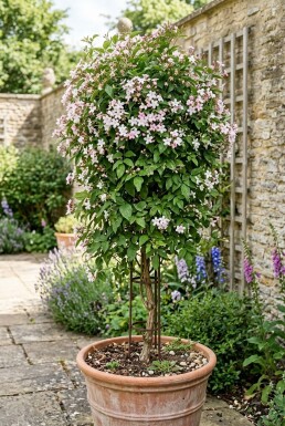 Jasminum stephanense Stämmchen