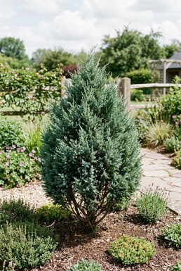 Juniperus 'Blue Chiffon' Strauch