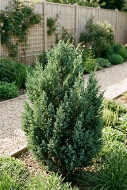 Juniperus 'Blue Chiffon' Strauch
