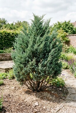 Juniperus chinensis 'Blue Alps' Strauch