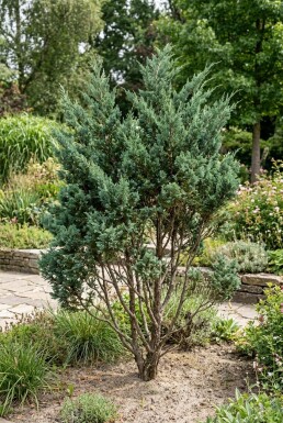 Juniperus chinensis 'Blue Alps' Strauch