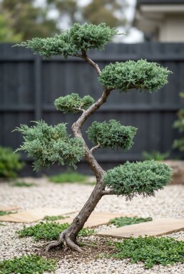 Juniperus chinensis 'Blue Alps' S-Form