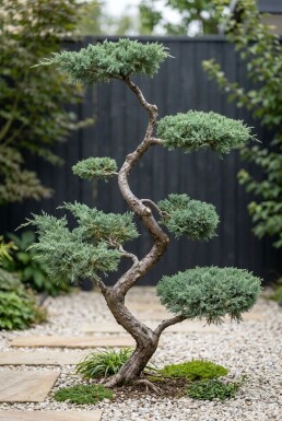 Juniperus chinensis 'Blue Alps' S-Form