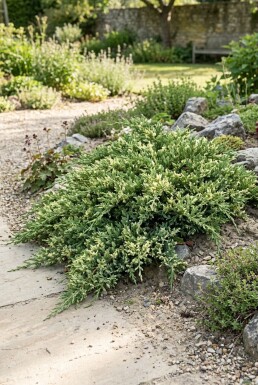 Juniperus chinensis 'Expansa Variegata' Strauch