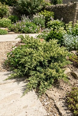 Juniperus chinensis 'Expansa Variegata' Strauch