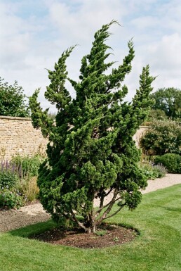 Juniperus chinensis 'Kaizuka' Strauch