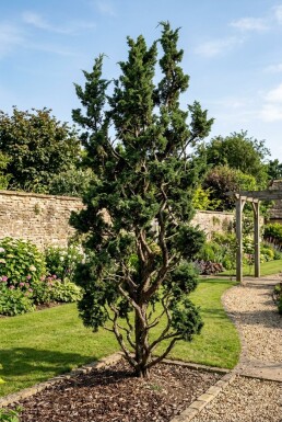 Juniperus chinensis 'Kaizuka' Strauch