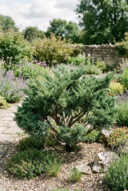 Juniperus chinensis 'San Jose' Strauch