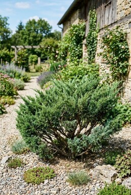 Juniperus chinensis 'San Jose' Strauch