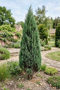 Juniperus chinensis 'Stricta' Strauch