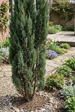Juniperus chinensis 'Stricta' Strauch